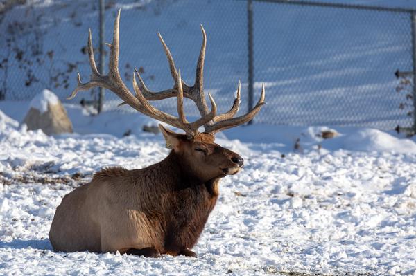 American Elk laying in the snow